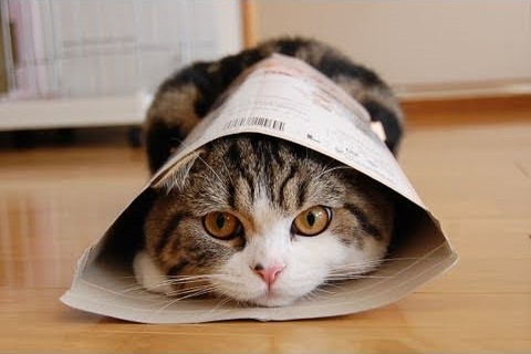 Maru Cat